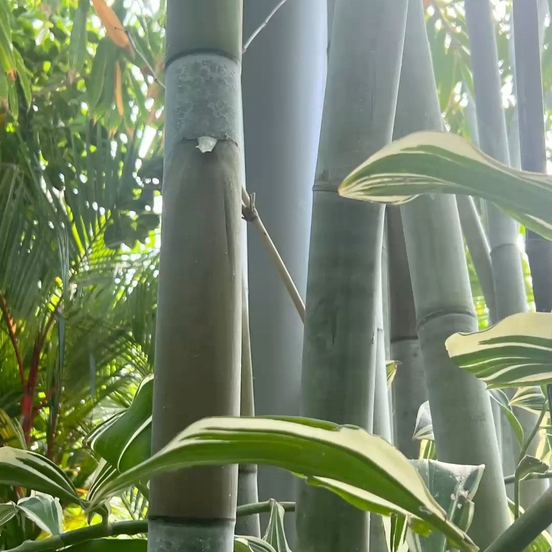 How Bamboo Underwear is Made and Why You Should Choose It