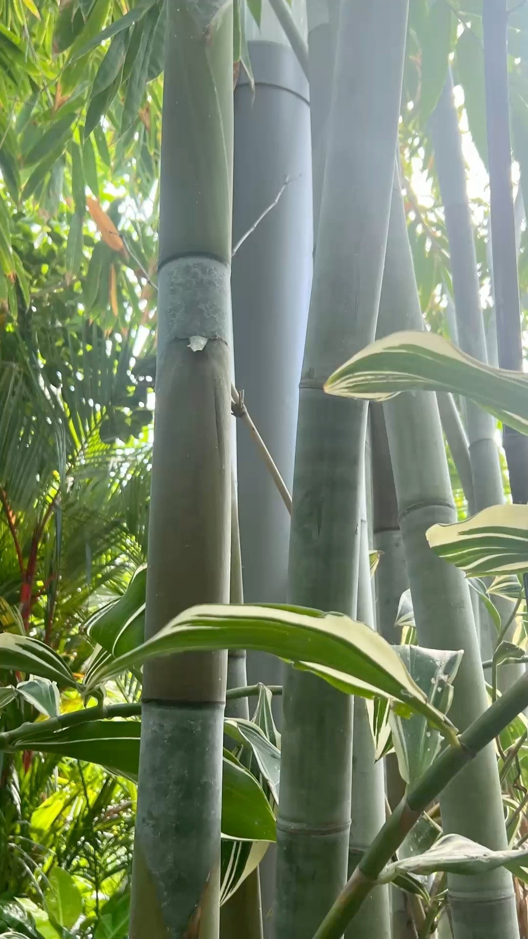 How Bamboo Underwear is Made and Why You Should Choose It