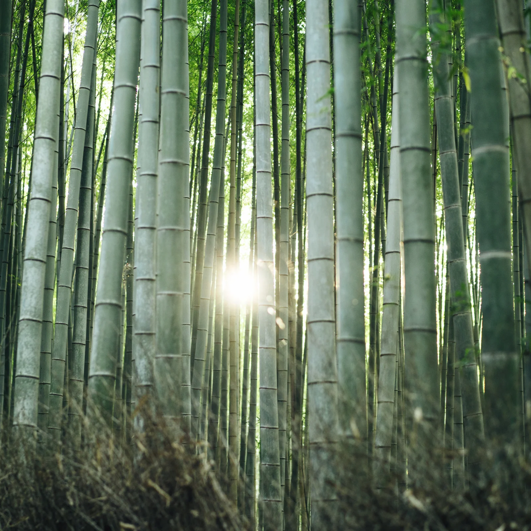 🌿 Top 10 Questions About Bamboo Underwear Answered