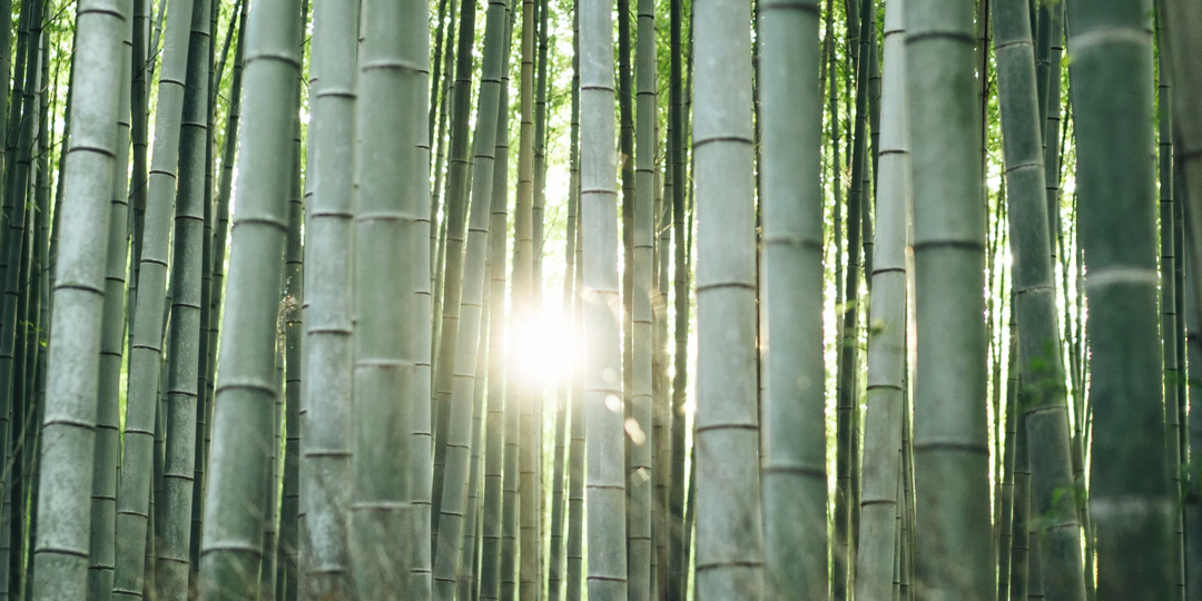 🌿 Top 10 Questions About Bamboo Underwear Answered