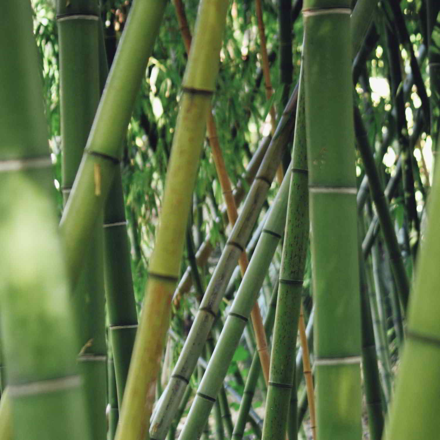 Why Bamboo Underwear is Better for Your Body (and the Planet)