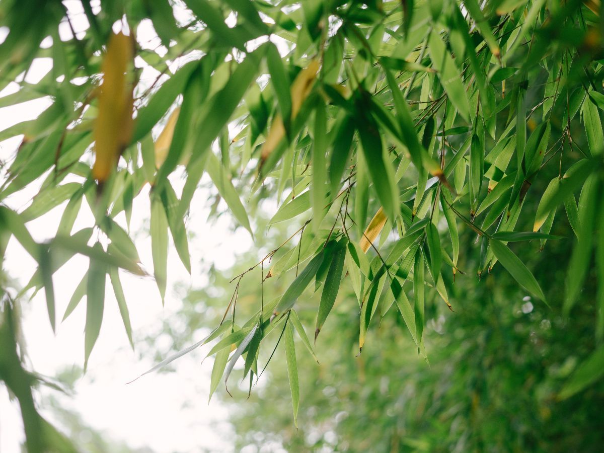 Why Bamboo? | CaroQuilla